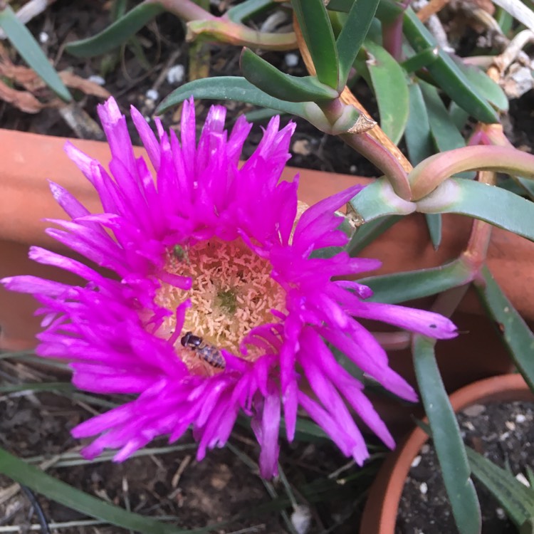 Plant image Carpobrotus glaucescens