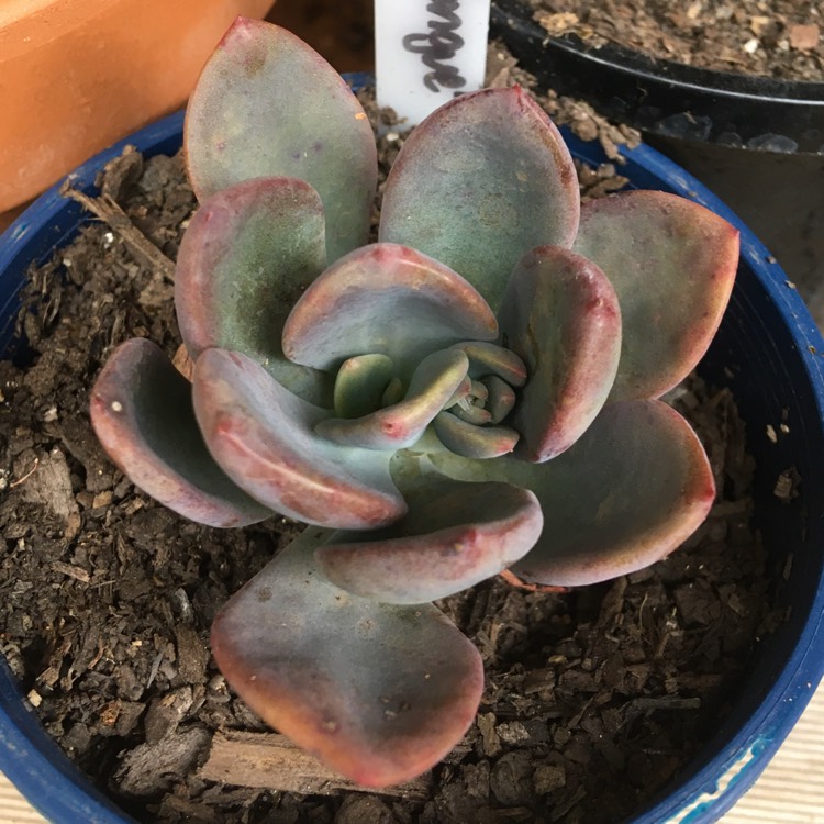 Plant image x Pachyveria 'Blue Tongue' syn. Graptoveria 'Blue Tongue'