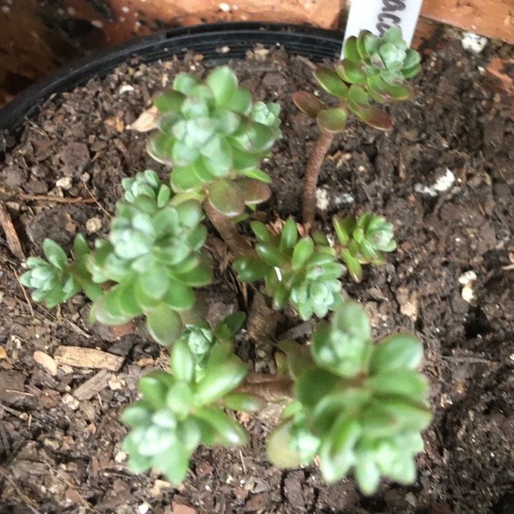 Plant image Sedum Oaxacanum