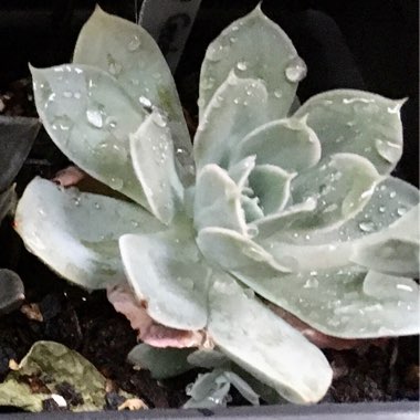 Echeveria 'Holy Gate'