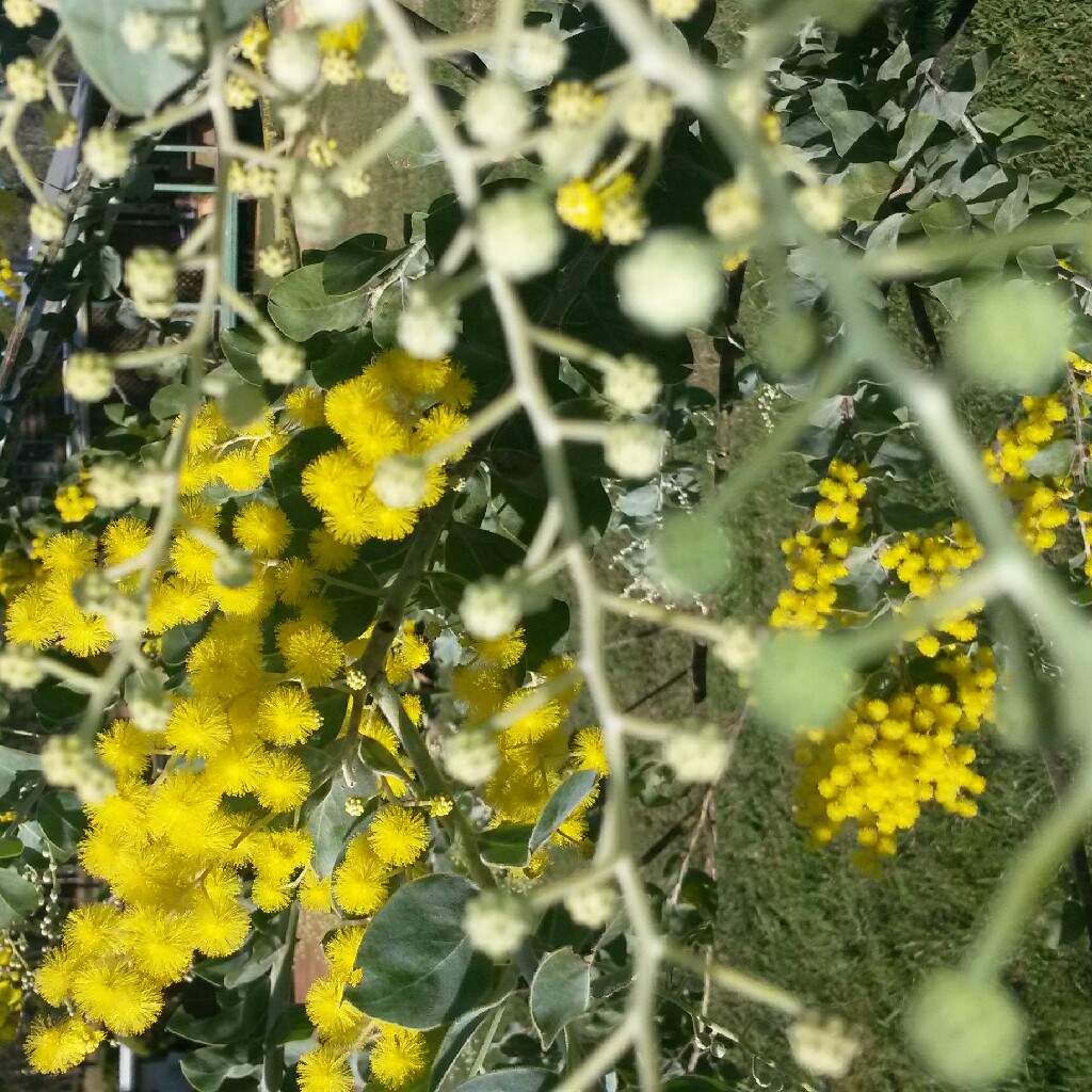 Acacia podalyriifolia