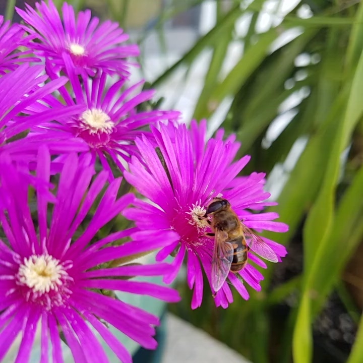 Plant image Delosperma 'Table Mountain'