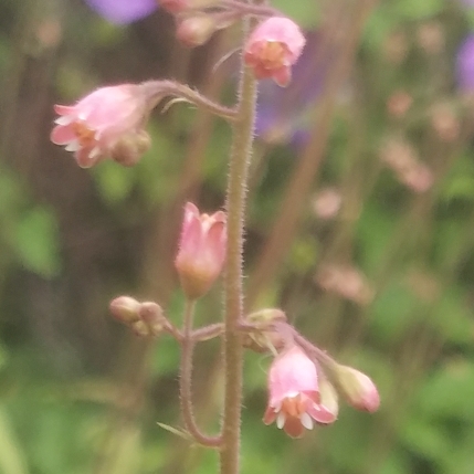 Plant image Heuchera 'Sweet Caroline'