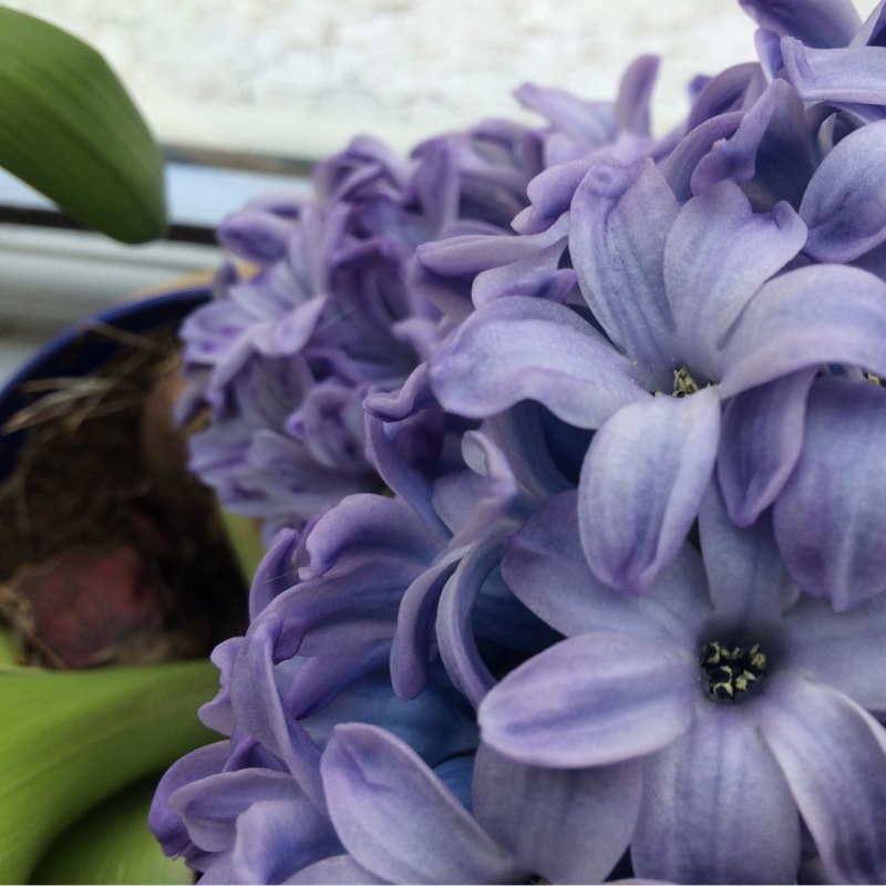 Plant image Hyacinthus orientalis 'Amethyst'