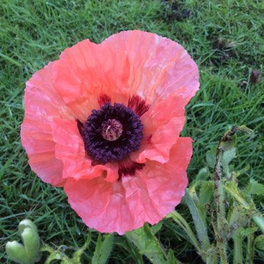 Poppy