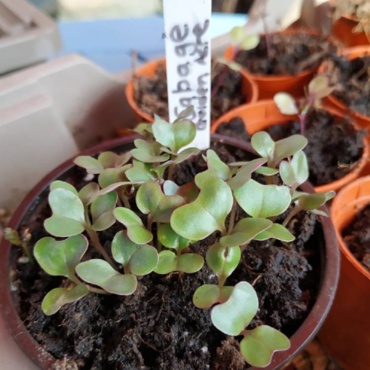 Plant image Brassica oleracea (Capitata Group) 'Golden Acre'