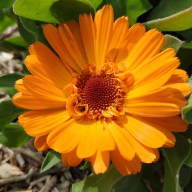 Calendula officinalis 'Nova'