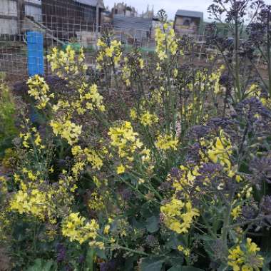 Brassica oleracea (Italica Group) 'Purple Sprouting'