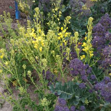 Brassica oleracea (Acephala Group) 'Afro'