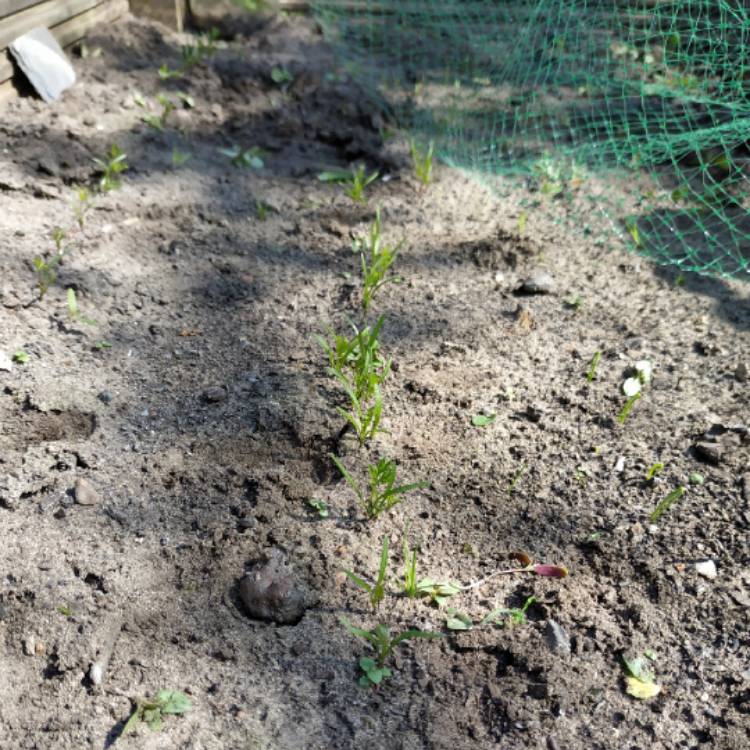 Plant image Daucus carota subsp. sativus 'Purple Haze'