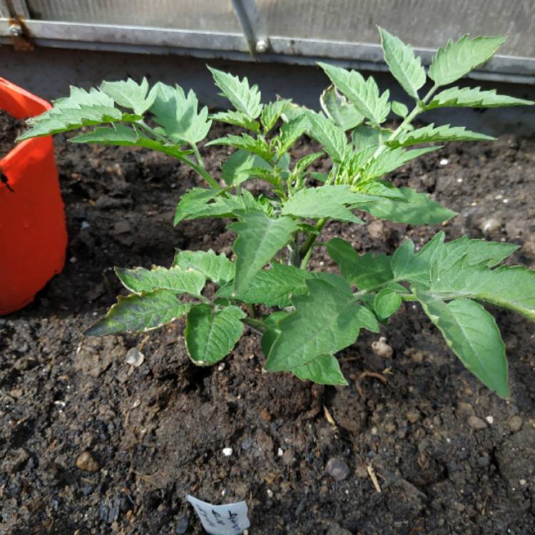 Plant image Solanum lycopersicum 'Indigo Blue Berries'