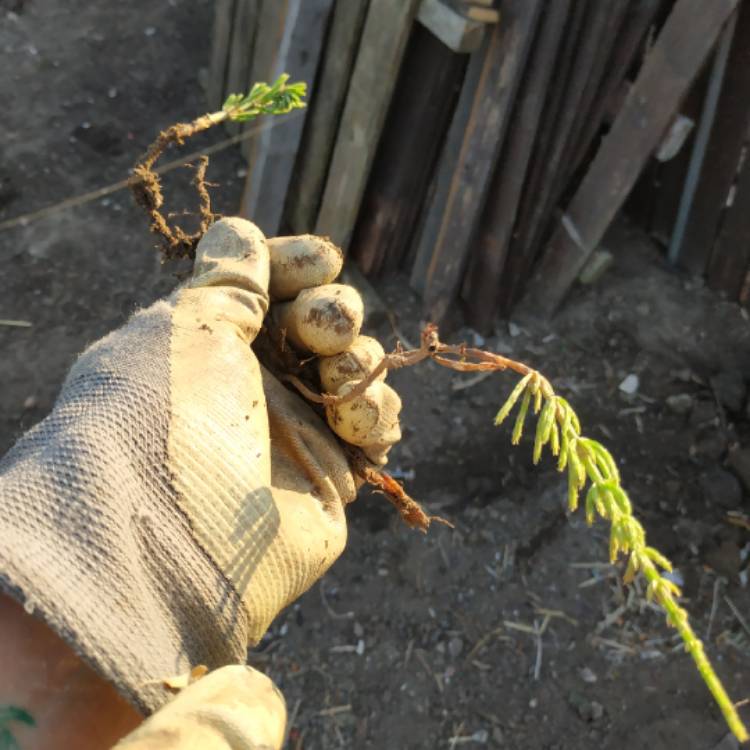 Plant image Equisetum arvense