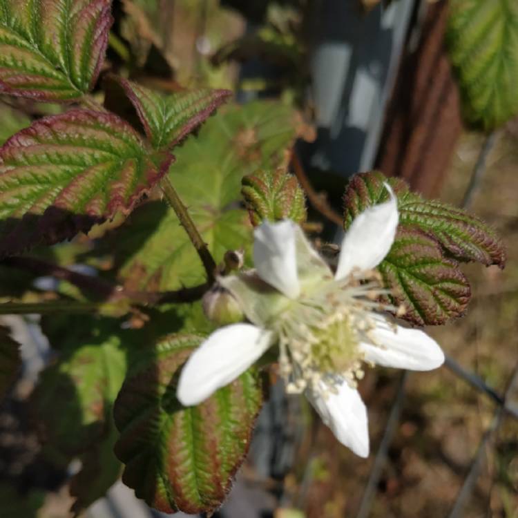 Plant image Rubus fruticosus x ideaus