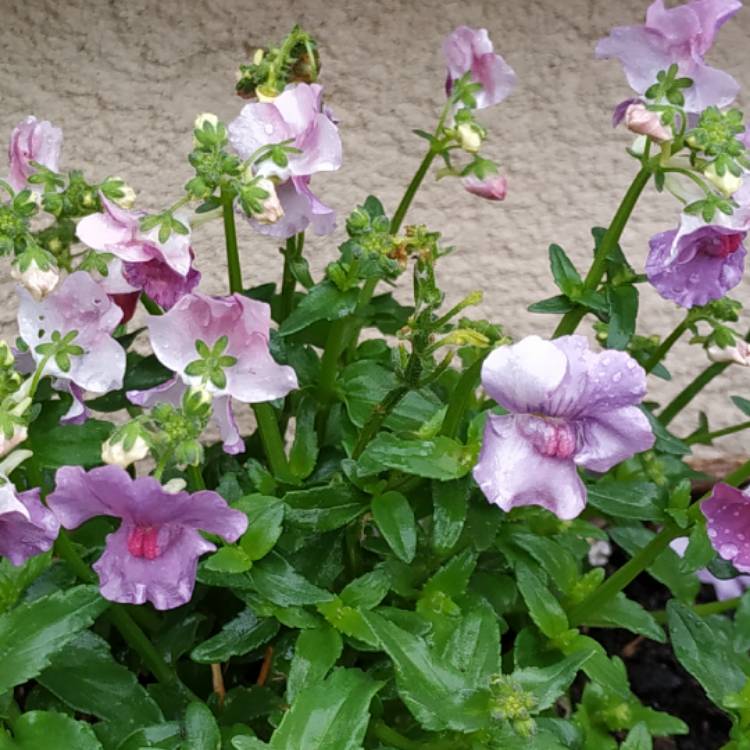 Plant image Nemesia strumosa 'Myrtille'