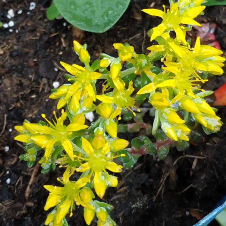 Plant image Sedum Spathulifolium 'Purpureum'