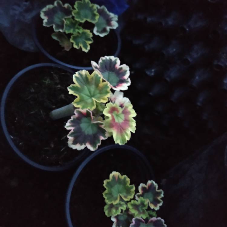 Plant image Pelargonium 'Mrs Pollock'