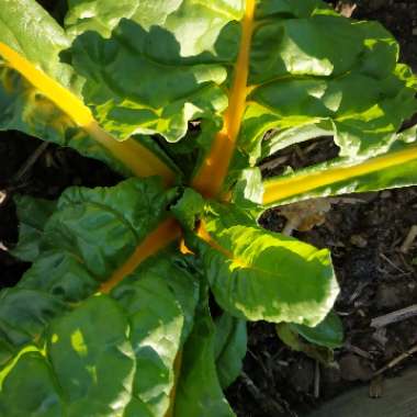 Beta vulgaris subsp. cicla var. flavescens 'Bright Lights'