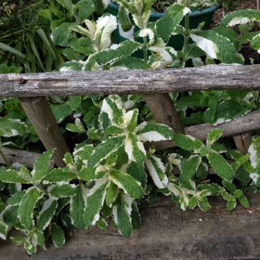 Mentha suaveolens 'Variegata'