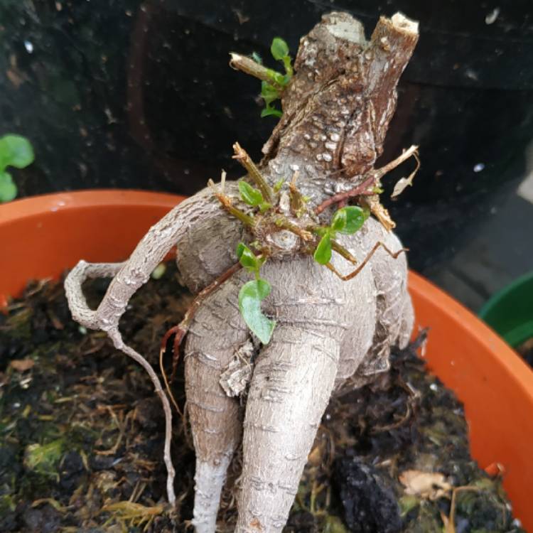 Plant image Ficus formosana (Bonsai)