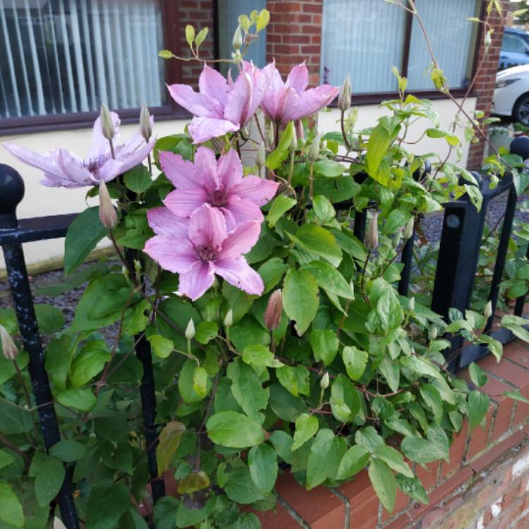 Plant image Clematis 'Hagley Hybrid'