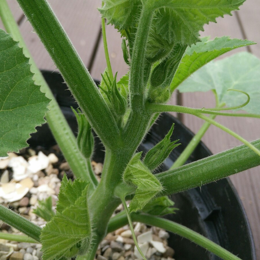 plant image 109354