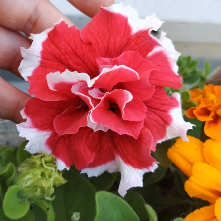 Plant image Petunia Double