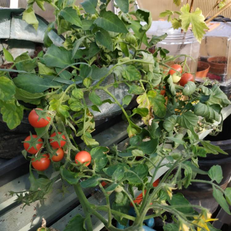 Plant image Solanum lycopersicum 'Garden Pearl'