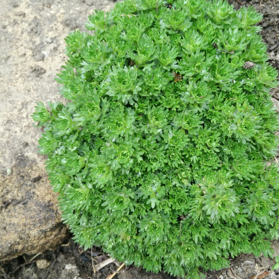 Saxifraga x arendsii 'Touran Large White'