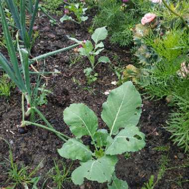 Brassica oleracea (Gongylodes Group) 'Olivia'