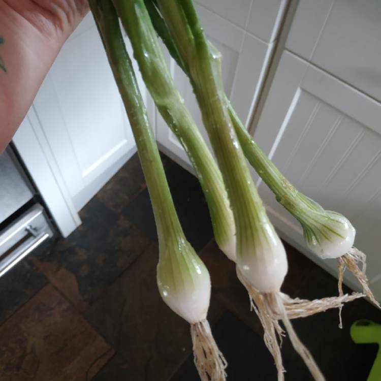 Plant image Allium fistulosum 'White Lisbon'