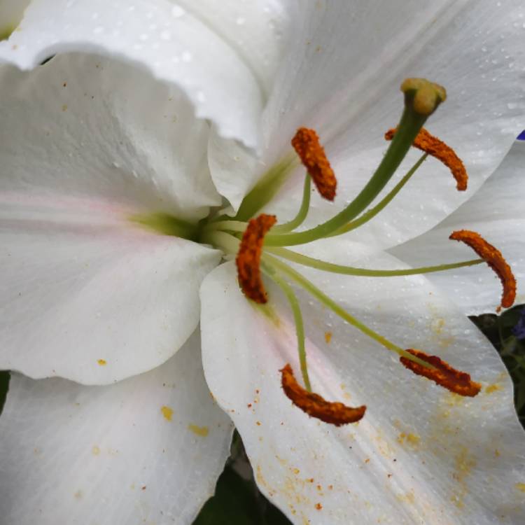 Lilium 'Altari', Lily 'Altari' (Other) - uploaded by @kimmy01