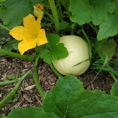 Cucurbita Pepo 'White Ghost'