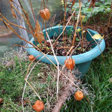 Physalis