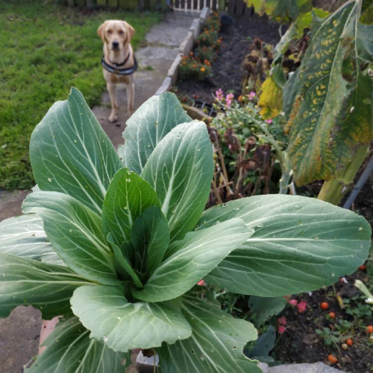 Plant image Brassica Rapa var Chinensis