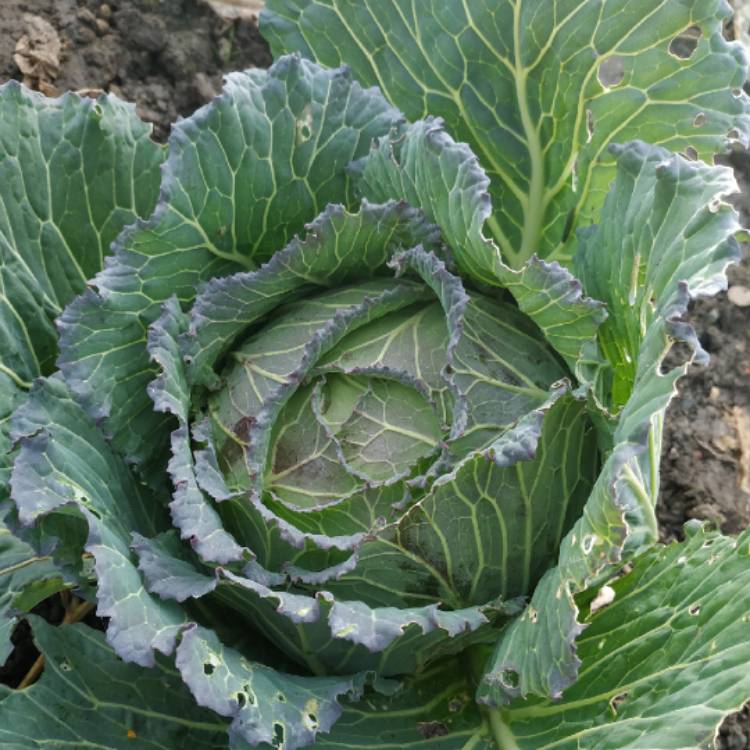 Plant image Brassica oleracea (Capitata Group) 'January King 3'