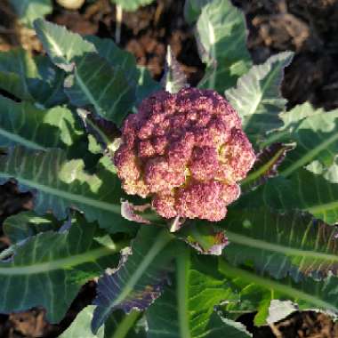 Brassica oleracea (Botrytis Group) 'Di Sicilia Violetto' syn. Brassica oleracea (Botrytis Group) 'Purple Of Sicily'