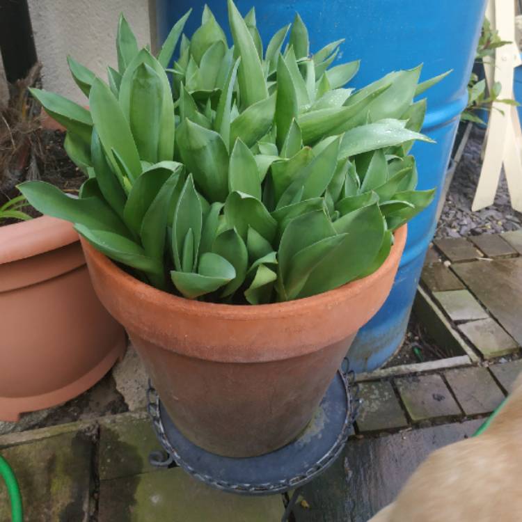 Plant image Tulipa (Parrot Group)