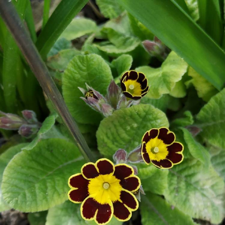 Plant image Primula Veris 'Little Queen Red'