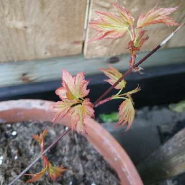 Acer palmatum 'Orange Dream'