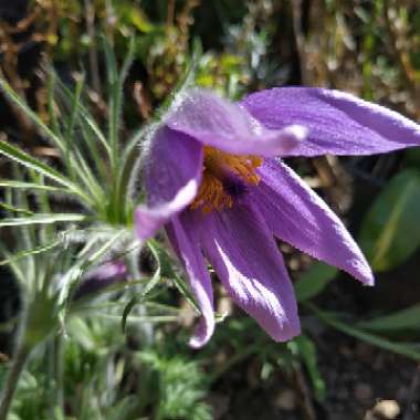 Pulsatilla vulgaris subsp. grandis 'Papageno'