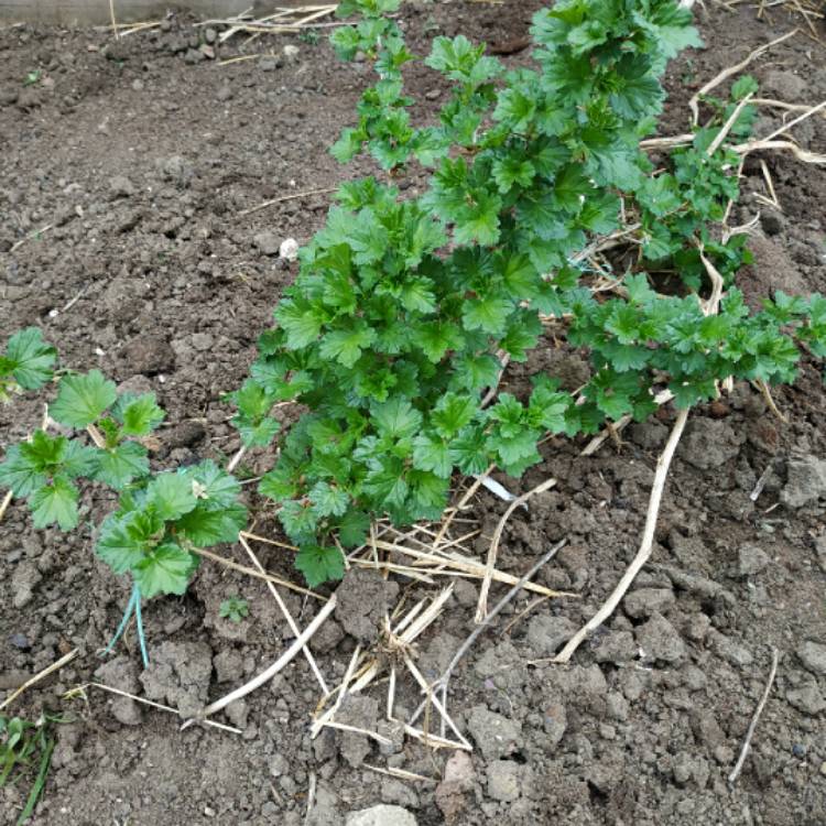 Plant image Ribes uva-crispa 'Hinnonmaki Red'