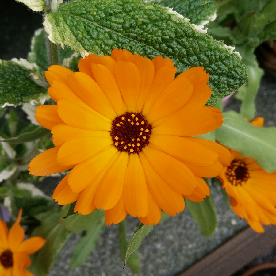 Calendula 'officinalis'