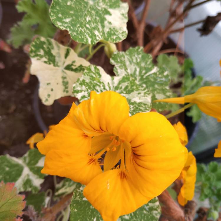 Plant image Tropaeolum majus 'African Queen'