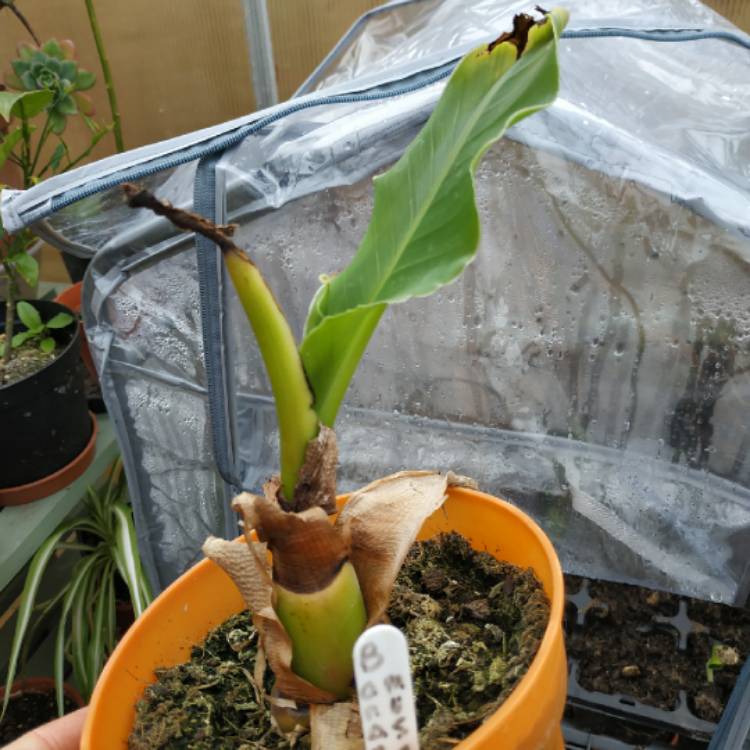 Plant image Musella lasiocarpa syn. Ensete lasiocarpum, Musa lasiocarpa,