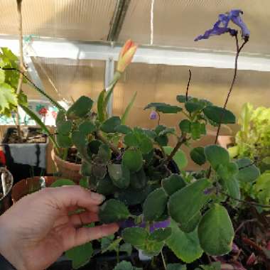 Streptocarpus saxorum