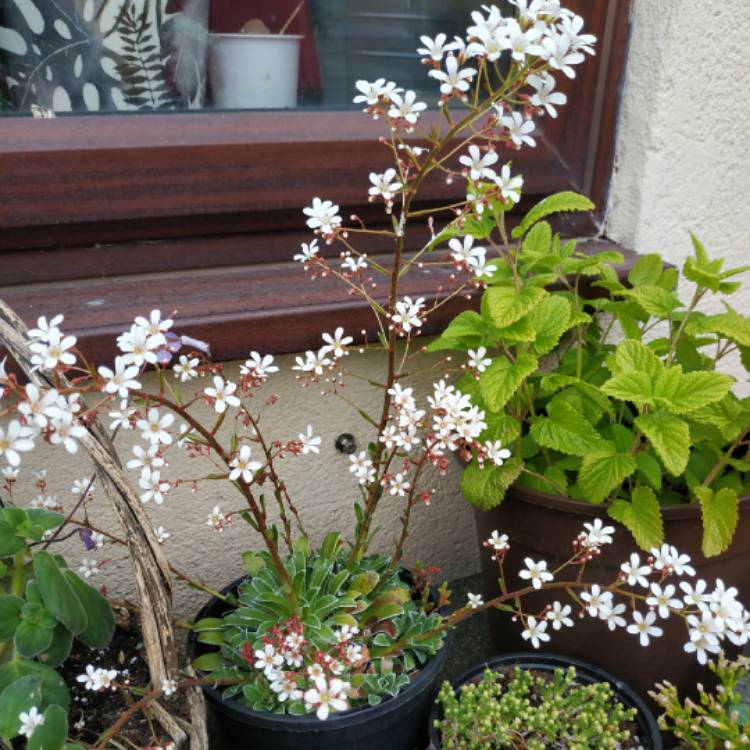 Plant image Saxifraga paniculata 'Aizoon'