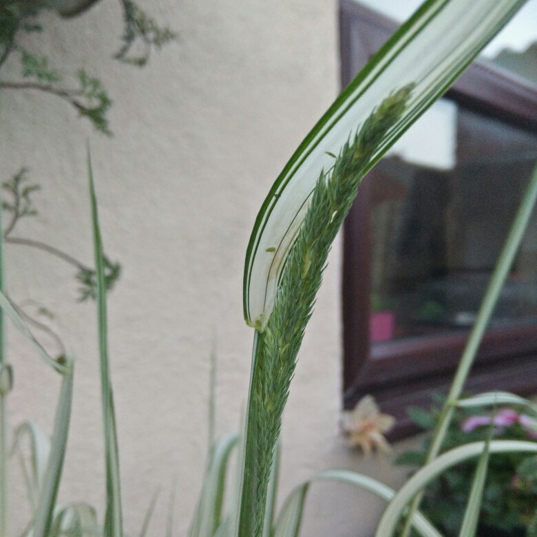 Phalaris arundinacea var. picta