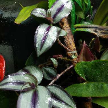 Tradescantia  'Houseplants'