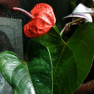 Anthurium (Andraeanum Group)  syn. Anthurium andraeanum