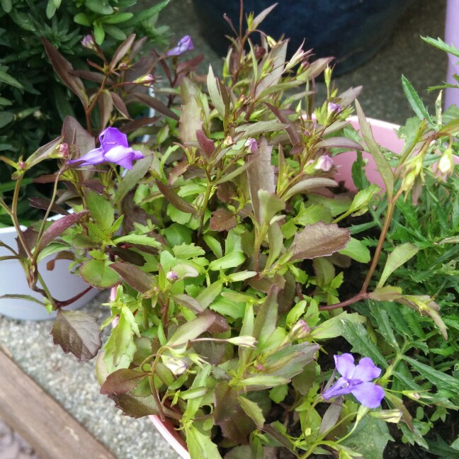 Lobelia erinus